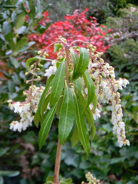 Pieris Japonica Fetterbush Japanese Andromeda Japanese Pieris Lily