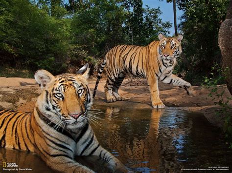 Tigers National Geographic