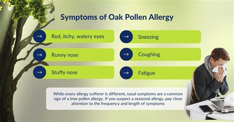 Oak Tree Pollen Allergies Causes Symptoms Treatment And Prevention