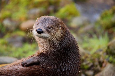 Do Otters Live In Minnesota Charlitasdesign
