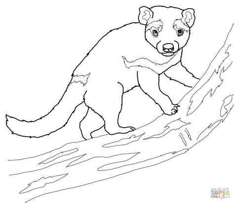 Taz el demonio de tazmania para dibujar pintar col. Dibujo de Demonio de Tasmania sobre una rama para colorear ...