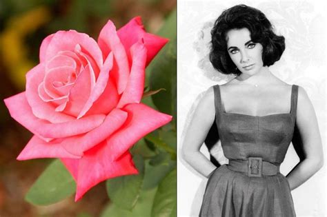 16 Flowers Named For Celebrities Hybrid Tea Roses Flowers Celebrities