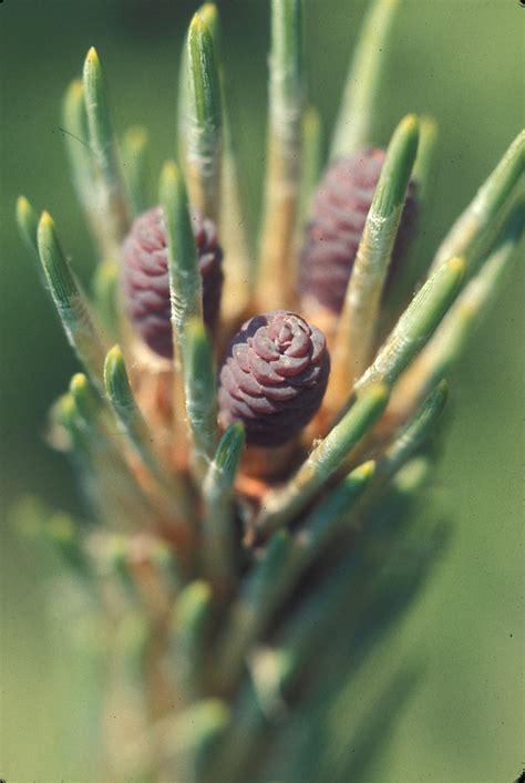 Pinus Resinosa Red Pine Go Botany