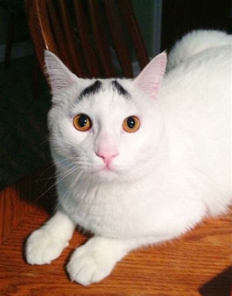 Meet Sam The Cat With Eyebrows 20 Pics Amazing Creatures