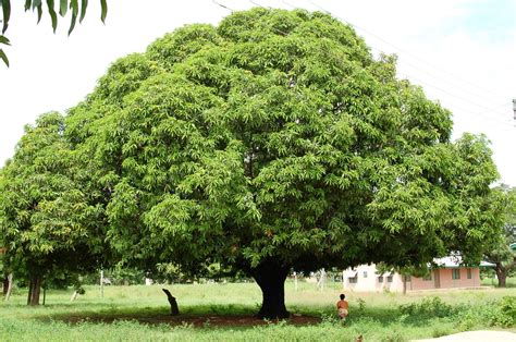 Mango Tree In Yendi Ghana West Africa Photo By Mike Bishop Travel
