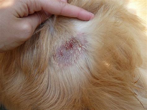 Young dogs are more susceptible to fleas, mange, bacteria (impetigo) and fungal dog skin. Golden Retriever Skin Problems Scabs | Dog Breed Information