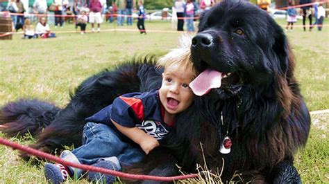 Newfoundland Dogs And Babies Kissing And Playing Together Baby Loves