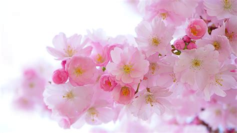 Cherry Blossom Pink Flower Sakura Hd Spring Wallpapers Hd Wallpapers