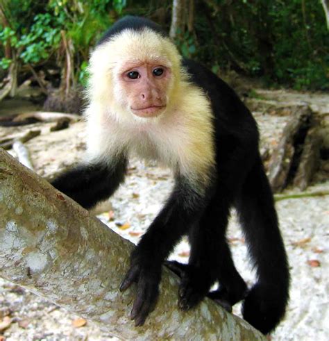 Capuchin Monkey Funny Monkey Pictures Cute Animal Pictures Monkey Breeds Miniature Monkey
