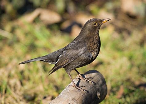 Merle Femelle Photo Stock Image Du Sauvage Songbird 18355754