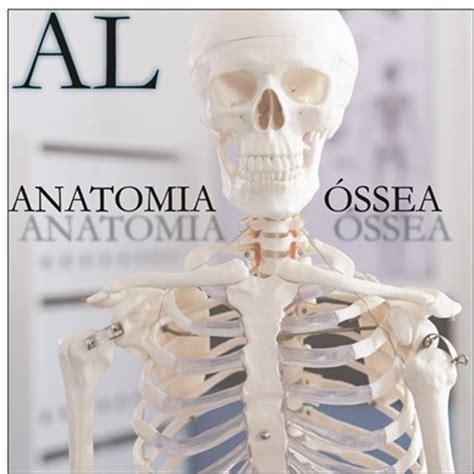 Anatomia Óssea