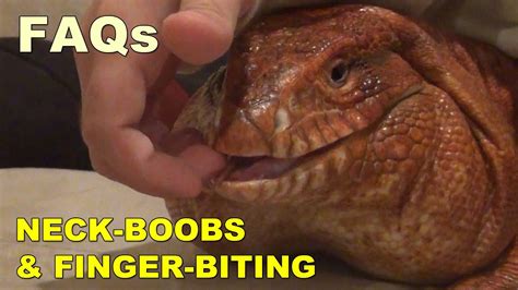 Argentine Red Tegu Lizard Jowls And Bite Force Youtube