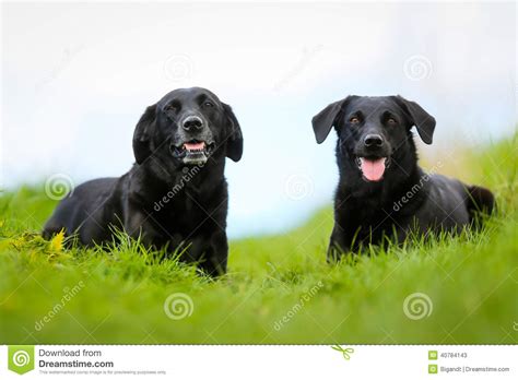 Two Black Labradors Stock Image Image Of Outdoors Black 40784143