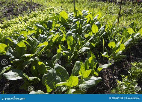 Spinach Spinacia Oleracea Plant Crops With Green Leaves In Vegetable