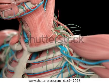 Panel (a) shows, in dorsal view, the locations of each muscle primordia within paraxial and lateral mesoderm. Human Anatomy Neck Collar Boneshoulder Muscular Stock ...