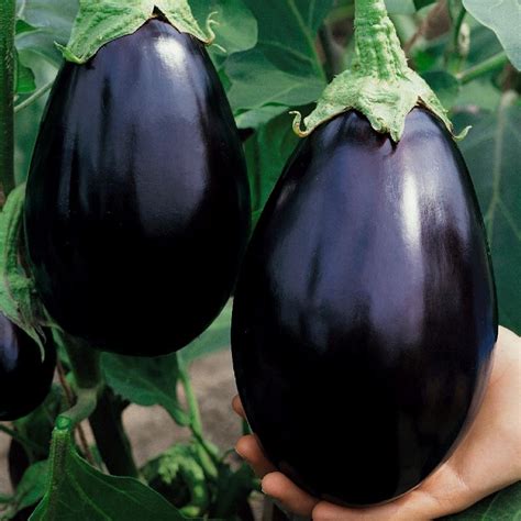 Black Beauty Eggplant Seeds Buy Eggplant Seeds Online