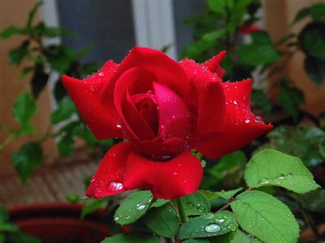 Rosa Flower Red Rose · Free Photo On Pixabay
