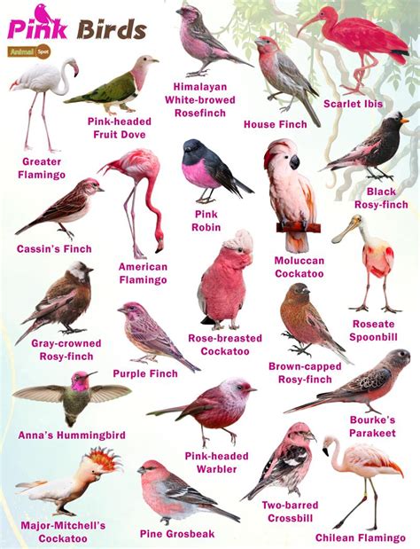 Pink Birds Facts List Pictures
