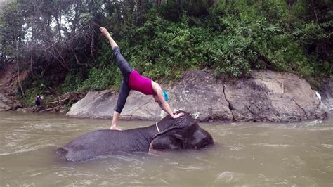 Elephant Yoga In Thailand Youtube