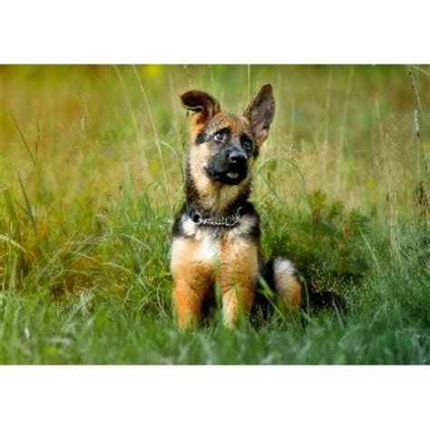 Maybe you would like to learn more about one of these? German Shepherd Dog (GSD, Alsatian) breeders in Maine | FreeDogListings