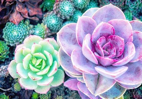 The Most Beautiful Dessert Plants That Live Only In The Desert