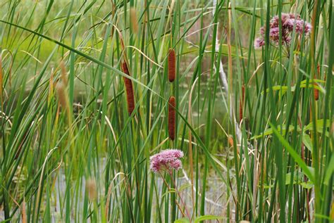 Cattails Free Stock Photo Public Domain Pictures