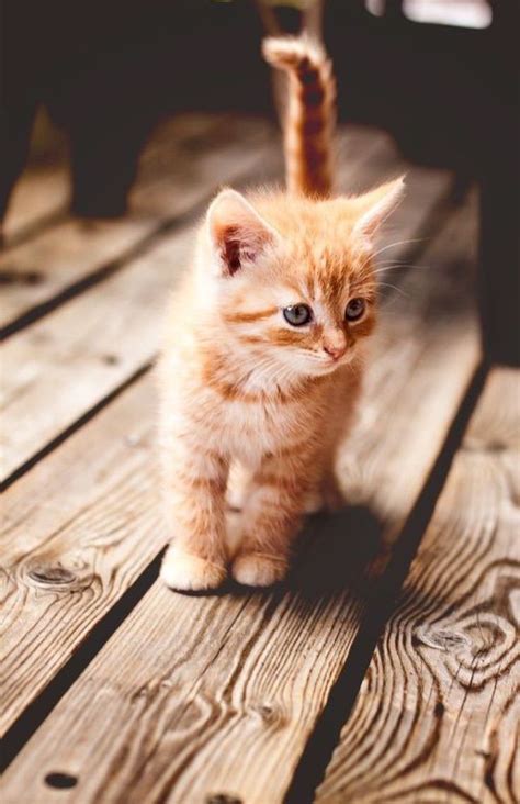Download Here Some Cute Kat And Kitten Pictures Houses