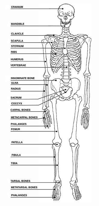 Human Skeleton Diagram With Labels Unique View Full Size More Human