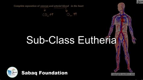 Sub Class Eutheria Biology Lecture Sabaqpk Youtube