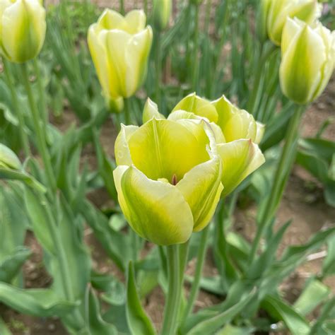 Tulip Spring Green Fall Planted Flower Bulbs Hudson Valley Seed Company