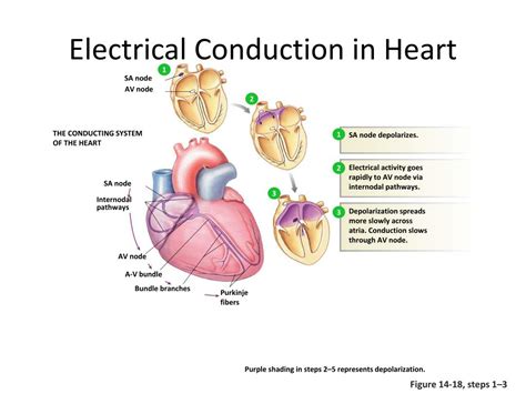 Ppt Electrical Conduction In Myocardial Cells Powerpoint Presentation