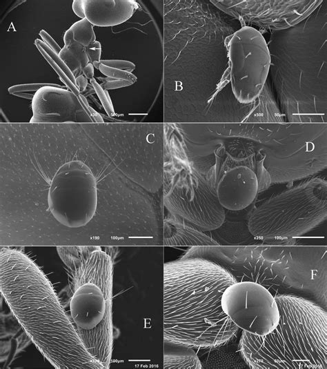 Sem Photos Of Females Of Pygmephoroid Mites Phoretic On Ants