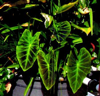 Design a beautiful landscape filled with breathtaking blooms and distinctive foliage, without worrying about destructive deer. Colocasia esculenta var antiquorum 'Illustris' | Kiefer ...