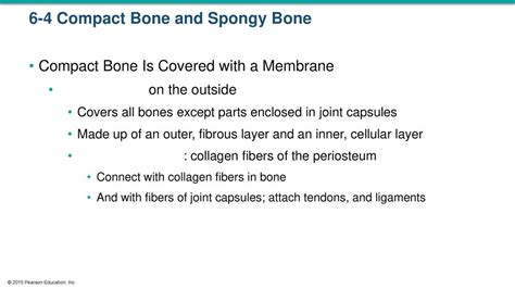 6 4 Compact Bone And Spongy Bone Ppt Download