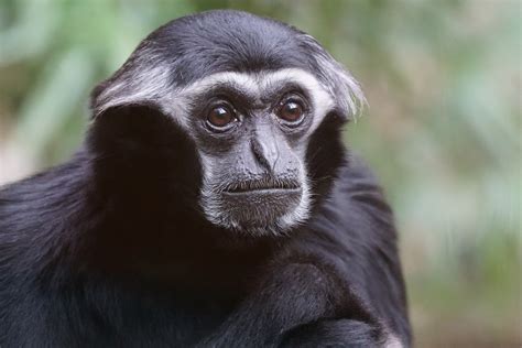 무료 이미지 야생 생물 동물원 포유 동물 동물 상 대주교 척골가 있는 늙은 세계 원숭이 서부 고릴라 일반적인