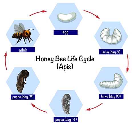 Honey Bee Life Cycle Explained