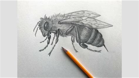 Sketch Challenge Week 19 How To Draw Realistic Honey Bee Pencil