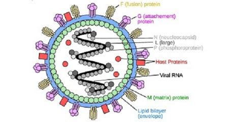 Clinical presentation ranges from asymptomatic infection to fatal encephalitis. Nipah Virus - www.medicoapps.org