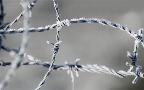 Barbed Wire Water Snow Winter Branch Ice Frost Fence Icicle