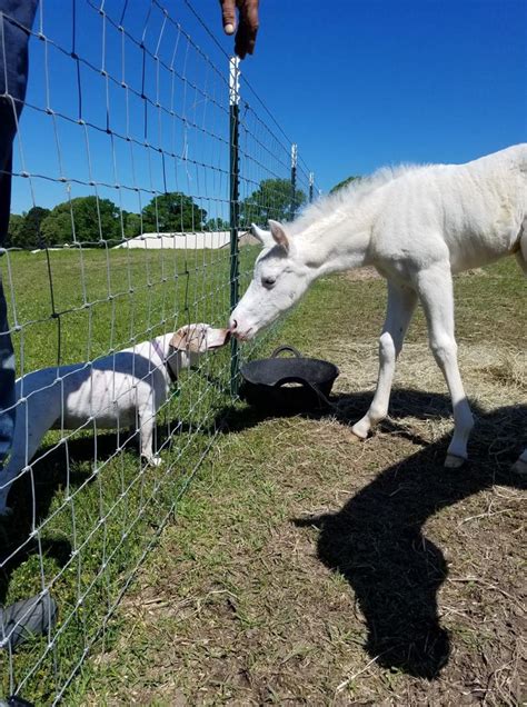 Solid White Filly Color Genetics