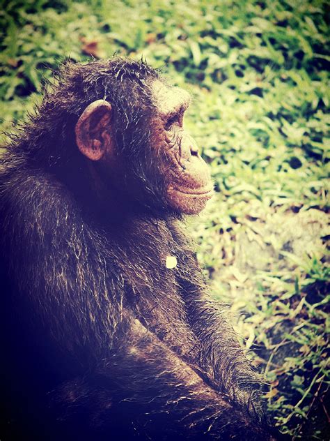Chimpanzee Monkey In Open Zoo Free Stock Photo Public Domain Pictures