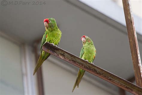 Crimson Fronted Parakeets Aratinga Finschi Costa Rica S Flickr