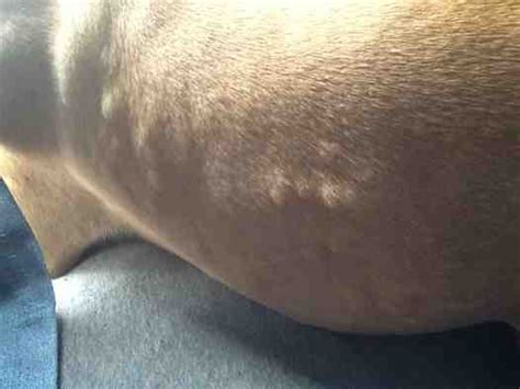 Bumps On Skin Pitbulls Go Pitbull Dog Forums