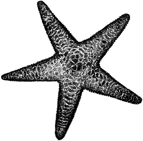 Huge collection, amazing choice, 100+ million high quality, affordable rf and rm images. Spiny Sea Star | ClipArt ETC