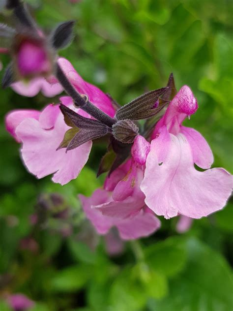 Charity Perennials Salvias Ready For Garden Centres To Order Wyevale