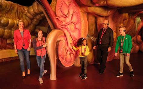 CORPUS museum in Oegstgeest - Journey through the human body - Holland.com