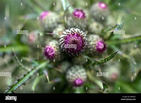 Common Thistle Spear Thistle Cirsium Vulgare Stock Photo Alamy