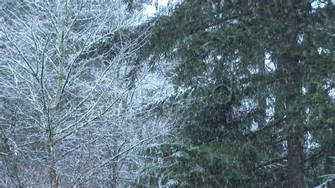 Hd Snow Falling On Trees Stock Footage Youtube
