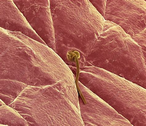 Skin Surface Sem Stock Image C0043583 Science Photo Library