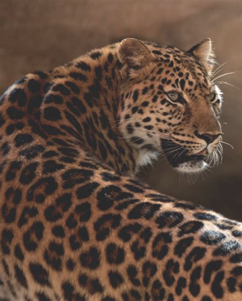 Pinterest Kyliieee Leopard With Green Eyes Wildlife Photography